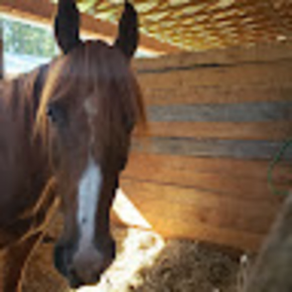 Meet your Posher, Rylea - Picture 1 of 1